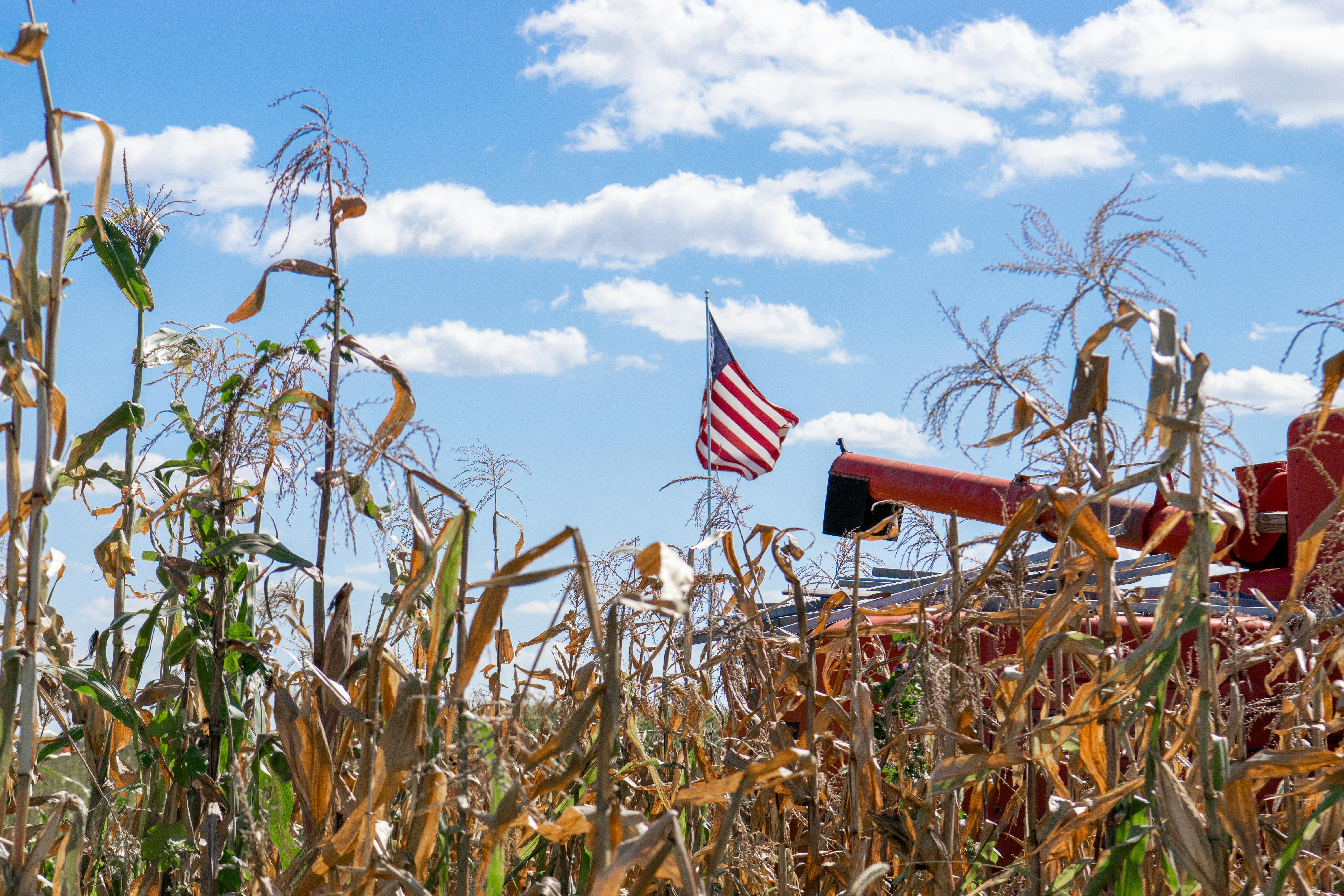 A cornfield with American flag and combine harvester