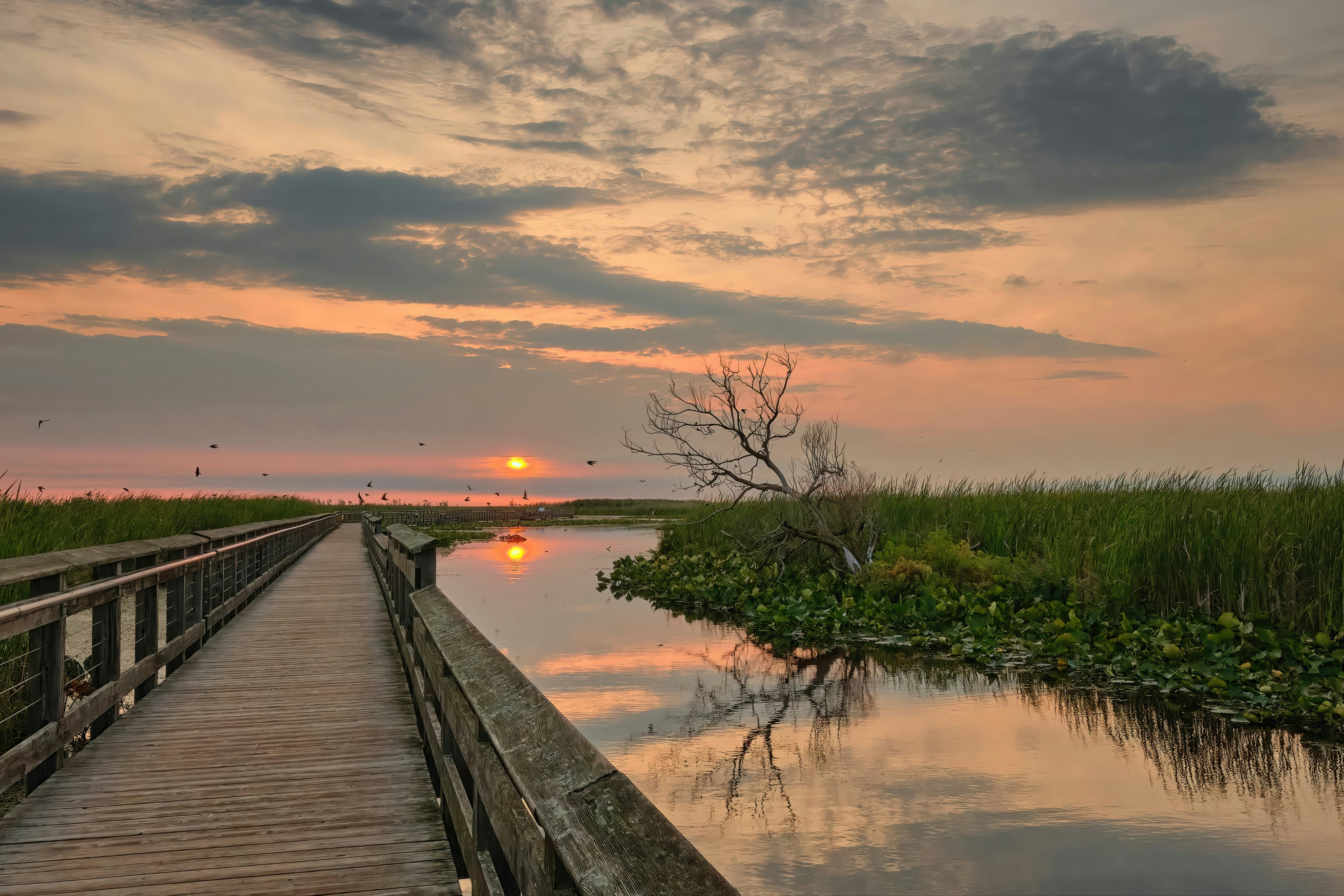 A wooden boardwalk through a marsh at sunset